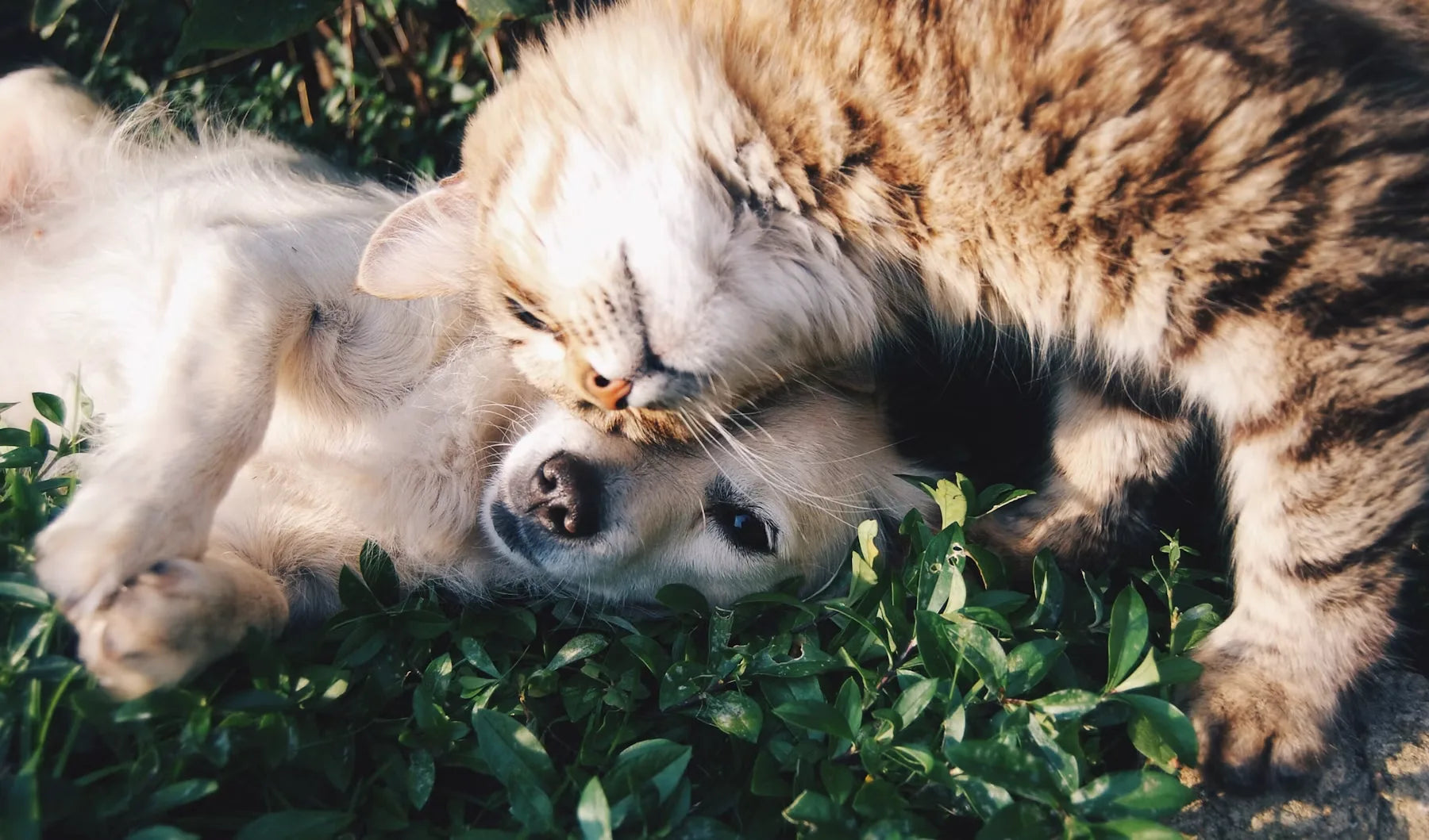 Human hands cradling dog paw