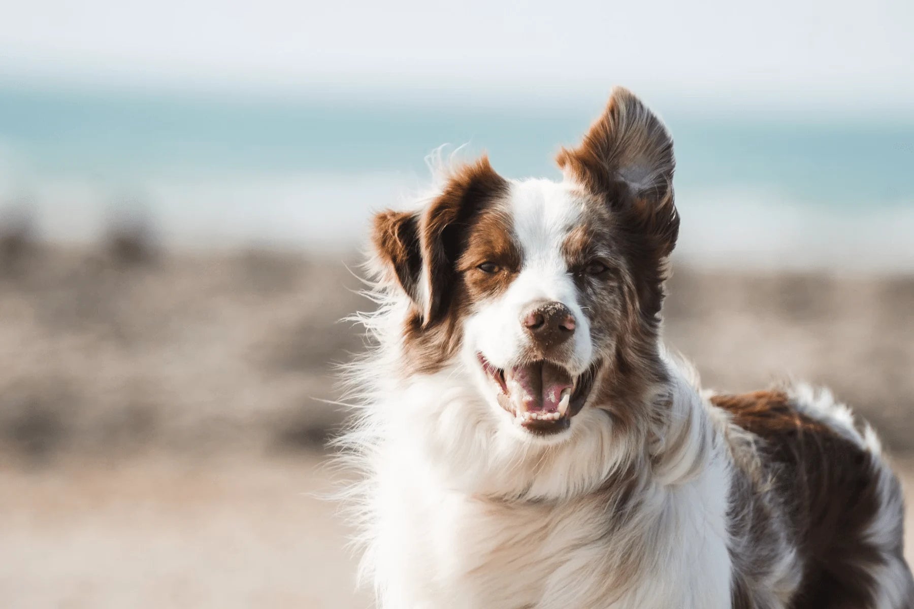 Happy dog at home